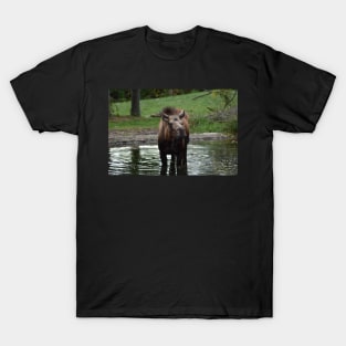 Moose T-Shirt